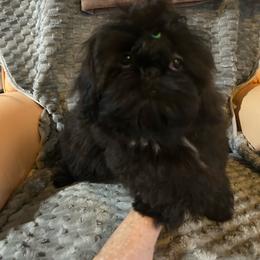 Boy 1 - Black male Shih Tzu puppy in Dallas, Texas from A Sassy Soul Shih-Tzu