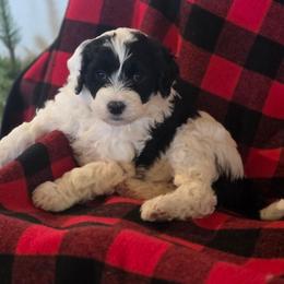 Izzy - Black and white female Portuguese Water Dog puppy in Indianola, Utah from Mlee puppies