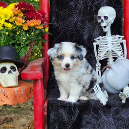 Hansel - Blue merle male Miniature Australian Shepherd puppy in Gainesboro, Tennessee from Family Tradition