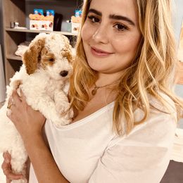 Goldendoodle Puppies from Labradoodleday