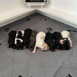 Cavapoo and Poodle Puppies from Wonderfully Made Poodles & Doodles