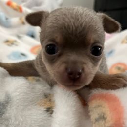 Moon - Blue and tan male Chihuahua puppy in Coweta, Oklahoma from Green Country Chihuahuas
