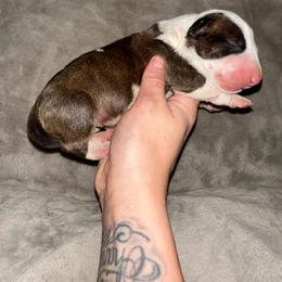 Girl 2 - Brindle and white female Bull Terrier puppy in Trussville, Alabama from Alabama Bull Terriers