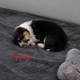 Pippen - Black and tan female Pembroke Welsh Corgi puppy in Purcellville, Virginia from Rhone River Farm Pembroke Welsh Corgis