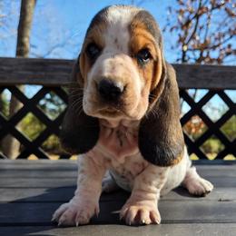 Selena 2700.00 - Black brown and white female Basset Hound puppy in Denison, Texas from Emma Lou's Baby Bassets