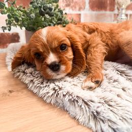 Jello - Ruby male Cavalier King Charles Spaniel puppy in Tolleson, Arizona from Pixie Dust Cavaliers