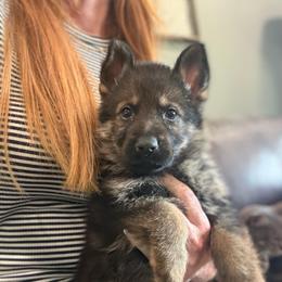 Copper collar - Sable male German Shepherd puppy in Canterbury, Connecticut from Nachtwaechter German Shepherds, LLC