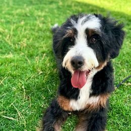 Bernedoodle, Goldendoodle, Poodle, and Sheepadoodle All Grown Up from Dapper Doodles