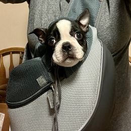 Boston Terrier Puppies from Benders Boston’s