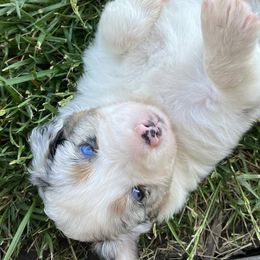Australian Shepherds from DeClue Ranch Australian Shepherds