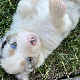 Australian Shepherds from DeClue Ranch Australian Shepherds