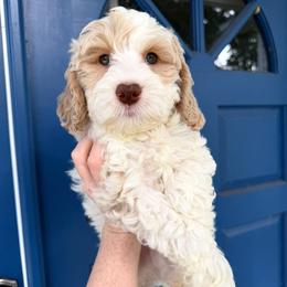Sauvignon Blanc - Caramel cream male Australian Labradoodle puppy in Wesley Chapel, Florida from GWagz