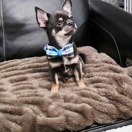 Chihuahua Puppies from Sophia Jade's Chi Brigade