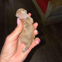 Venus - Silver and white female Chihuahua puppy in Dime Box, Texas from Color Me Crazy Chihuahuas