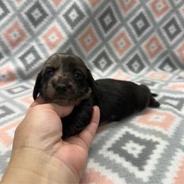 GIRL 1 - Dapple female Dachshund puppy in Hoover, Alabama from Tide Town Doxies