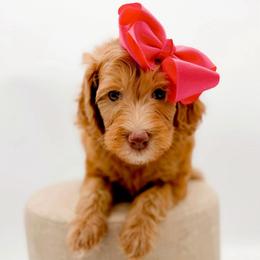 Carmel - Apricot female Goldendoodle puppy in North Carolina from Tuxedo Mountain Doodles