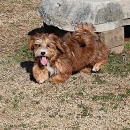 Pudding - Havanese