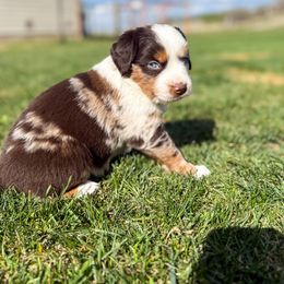 Miniature American Shepherd and Miniature Australian Shepherd Puppies from Sugartop Minis