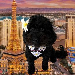 Paris - Poodle