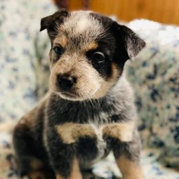 Australian Cattle Dogs from Twisted Wire Livestock And Cattle Dogs
