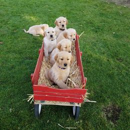 Golden Retriever Puppies from 2 Rivers Goldens