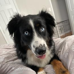Blue - Australian Shepherd