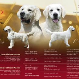 Golden Retriever puppies from OC Goldens
