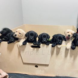 Labrador Retriever Puppies from Triple L Labs & Co.