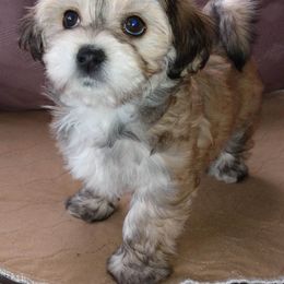 Havanese Puppies from Court Jester Havanese