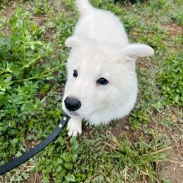 Berger Blanc Suisse Puppies from Moonlight Berger Blanc Suisses