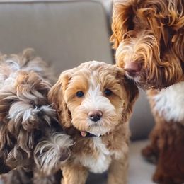 Australian Labradoodles from Amelia Island Australian Labradoodles