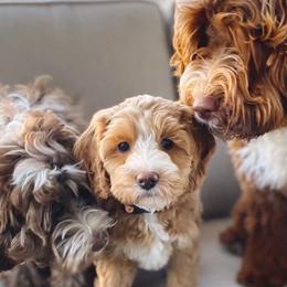 Australian Labradoodles from Amelia Island Australian Labradoodles
