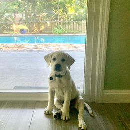 Labrador Retriever Puppies from Fidelity Farm Labradors