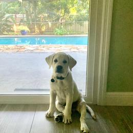 Labrador Retriever Puppies from Fidelity Farm Labradors