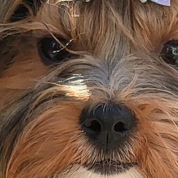 Adora - Biewer Terrier