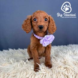 Crown - Red  female Goldendoodle puppy in Utah County, Utah from Big Hearted Breeders