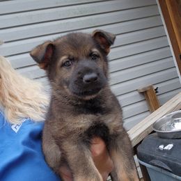 Boy 4 - Sable German Shepherd puppy in Grimesland, North Carolina from Von Stancill German Shepherds