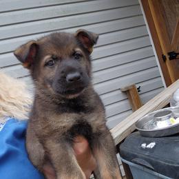 Boy 4 - Sable German Shepherd puppy in Grimesland, North Carolina from Von Stancill German Shepherds