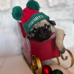 Brown collar - Fawn male Pug puppy in Tucson, Arizona from Furever Friends