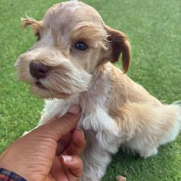 Dustin - Parti male Miniature Schnauzer puppy in Menifee, California from Moonshine’s Minis