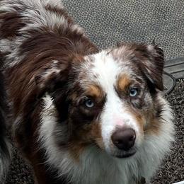 Dazey - Australian Shepherd