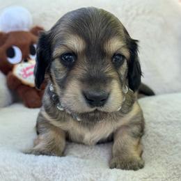 Crush - Cream male Dachshund puppy in Ontario, Oregon from Get A Long Little Doggie