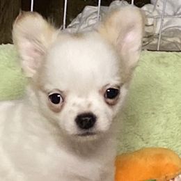 Goose - White male Chihuahua puppy in Red Bluff, California from Aye Chihuahua
