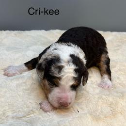 Cri-Kee - Chocolate merle male Bernedoodle puppy in New Ringgold, Pennsylvania from Hawk Mountain Doodles
