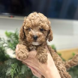 Yellow - Red female Cavapoo puppy in Ephrata, Washington from Gingers Cavapoo’s