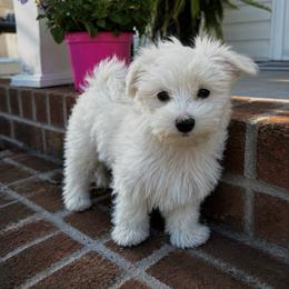 Wendy Darling - White female Maltipoo puppy in Greenville, North Carolina from ENC Goldendoodles