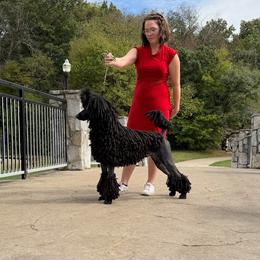 Poodle puppies from Meliora Poodles