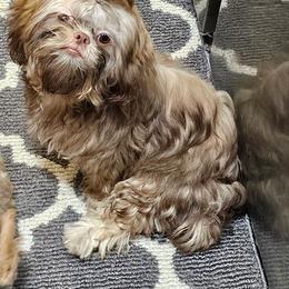 Hulk - Liver male Shih Tzu puppy in Middleburg, Florida from Furby Shih Tzu Family & Friends