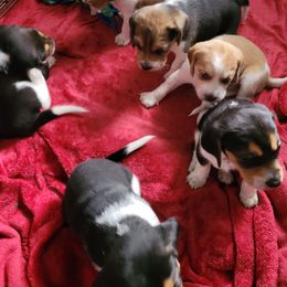 Beagle Puppies from Amanda Nitsa Oz