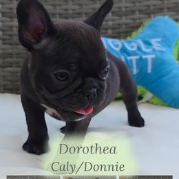 Dorothea - Brindle female French Bulldog puppy in Polk City, Florida from Best Friend Frenchies, LLC
